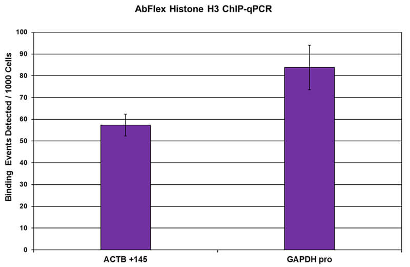 AbFlex Histone H3 antibody (rAb) tested by ChIP Chromatin immunoprecipitation (ChIP) was performed with 30 ug of chromatin from Farage human lymph-node derived B cells and 4.5 ug AbFlex Histone H3 antibody. ChIP DNA was used in qPCR with the gene-specific primers as indicated. Data are presented as Binding Events Detected per 1000 Cells using Active Motif's Epigenetic Services normalization scheme which accounts for primer efficiency and the amount of chromatin used in the ChIP reaction.
