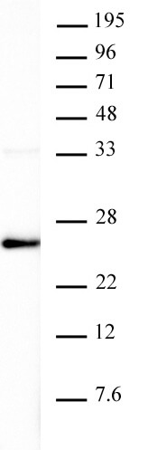 AbFlex Histone H3K4me0 antibody (rAb) tested by Western blot. 20 ug of HeLa nuclear extract was run on SDS-PAGE and probed with AbFlex Histone H3K4me0 antibody at 0.1 ug/ml. AbFlex Histone H3K4me0 antibody (rAb) tested by Western blot. 20 ug of HeLa nuclear extract was run on SDS-PAGE and probed with AbFlex Histone H3K4me0 antibody at 0.1 ug/ml.