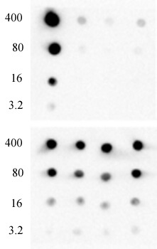AbFlex Histone H3K4me0 antibody specificity is shown by Dot Blot. Recombinant proteins (ng amounts indicated next to each row) were spotted onto PVDF as follows: Lane 1 - Histone H3 (C110A), Cat. No. 31207; Lane 2 - Histone H3K4me1 (EPL), Cat. No. 31287; Lane 3- Histone H3K4me2 (EPL), Cat. No. 31277; Lane 4 - Histone H3K4me3 (EPL), Cat. No. 31278. Top Panel was probed with AbFlex Histone H3K4me0 antibody at 0.1 ug/ml. Bottom Panel was probed with Histone H3 mAb (Clone 1B1-B2), Cat. No. 61475, at 1 ug/ml. AbFlex Histone H3K4me0 antibody specificity is shown by Dot Blot. Recombinant proteins (ng amounts indicated next to each row) were spotted onto PVDF as follows: Lane 1 - Histone H3 (C110A), Cat. No. 31207; Lane 2 - Histone H3K4me1 (EPL), Cat. No. 31287; Lane 3- Histone H3K4me2 (EPL), Cat. No. 31277; Lane 4 - Histone H3K4me3 (EPL), Cat. No. 31278. Top Panel was probed with AbFlex Histone H3K4me0 antibody at 0.1 ug/ml. Bottom Panel was probed with Histone H3 mAb (Clone 1B1-B2), Cat. No. 61475, at 1 ug/ml.