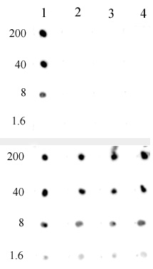 AbFlex Histone H3K4me0 antibody specificity is shown by Dot Blot. Recombinant proteins were spotted onto PVDF as follows: Lane 1 - Histone H3 (C110A), Cat. No. 31207; Lane 2 - Histone H3K4me1 (EPL), Cat. No. 31287; Lane 3- Histone H3K4me2 (EPL), Cat. No. 31277; Lane 4 - Histone H3K4me3 (EPL), Cat. No. 31278. Top Panel was probed with AbFlex Histone H3K4me0 antibody at 0.5 ug/ml. Bottom Panel was probed with Histone H3 mAb (Clone 1B1-B2), Cat. No. 61475, at 1 ug/ml.