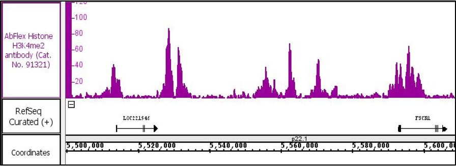 AbFlex Histone H3K4me2 recombinant antibody (rAb) tested by ChIP-Seq Chromatin immunoprecipitation (ChIP) was performed using the ChIP-IT High Sensitivity Kit (Cat. No. 53040) with 30 ug of HeLa cell chromatin and 5 ug of AbFlex Histone H3K4me2 antibody. ChIP DNA was sequenced on the Illumina NextSeq and 14.2 million sequence tags were mapped to identify Histone H3K4me2 binding sites on chromosome 7.