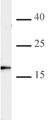 AbFlex Histone H3K4me2 specificity tested by peptide array analysis. Peptide array analysis was used to confirm the specificity of this antibody for its intended modification. Histone H3K4me2 antibody was applied to Active Motif's MODified Histone Peptide Array (Catalog No. 13001). The arrays were scanned with ArrayAnalysis Software 7 and the results plotted. Specificity data is shown for the most reactive peptides and those related to the immunogen.