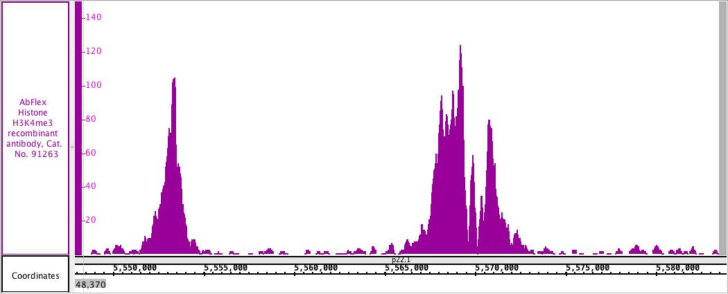 AbFlex Histone H3K4me3 recombinant antibody (rAb) tested by ChIP-Seq Chromatin immunoprecipitation (ChIP) was performed using the ChIP-IT High Sensitivity Kit (Cat. No. 53040) with 30 ug of KMS11 cell chromatin and 4 ug of AbFlex Histone H3K4me3 antibody. ChIP DNA was sequenced on the Illumina NextSeq and 19.8 million sequence tags were mapped to identify Histone H3K4me3 binding sites on chromosome 7. AbFlex Histone H3K4me3 recombinant antibody (rAb) tested by ChIP-Seq Chromatin immunoprecipitation (ChIP) was performed using the ChIP-IT High Sensitivity Kit (Cat. No. 53040) with 30 ug of KMS11 cell chromatin and 4 ug of AbFlex Histone H3K4me3 antibody. ChIP DNA was sequenced on the Illumina NextSeq and 19.8 million sequence tags were mapped to identify Histone H3K4me3 binding sites on chromosome 7.