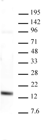 AbFlex Histone H3K4me3 recombinant antibody (rAb) tested by Western blot 20 ug of HeLa cell extract was run on SDS-PAGE and probed with AbFlex Histone H3K4me3 antibody at 2 ug/ml AbFlex Histone H3K4me3 recombinant antibody (rAb) tested by Western blot 20 ug of HeLa cell extract was run on SDS-PAGE and probed with AbFlex Histone H3K4me3 antibody at 2 ug/ml