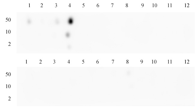AbFlex Histone H3K4me3 recombinant antibody (rAb) specificity tested by peptide array analysis. Peptide array analysis was used to confirm the specificity of this antibody for its intended modification. Histone H3K4me3 antibody was applied to Active Motif's MODified Histone Peptide Array (Catalog No. 13001). The arrays were scanned with ArrayAnalysis Software 7 and the results plotted. Specificity data is shown for the most reactive peptides and those related to the immunogen. AbFlex Histone H3K4me3 recombinant antibody (rAb) specificity tested by peptide array analysis. Peptide array analysis was used to confirm the specificity of this antibody for its intended modification. Histone H3K4me3 antibody was applied to Active Motif's MODified Histone Peptide Array (Catalog No. 13001). The arrays were scanned with ArrayAnalysis Software 7 and the results plotted. Specificity data is shown for the most reactive peptides and those related to the immunogen.