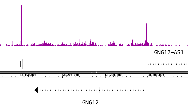 AbFlex Histone H3K56ac antibody (rAb) tested by ChIP-Seq ChIP was performed using 30 ug of chromatin from the HeLa cell line and 4 ug of antibody. ChIP DNA was sequenced on the Illumina NextSeq 500 and 13.5 million sequence tags were mapped to identify Histone H3K56ac binding sites. The image shows binding across a region of chromosome 1. You can view the complete data set in the UCSC Genome Browser, starting at this specific location, here. AbFlex Histone H3K56ac antibody (rAb) tested by ChIP-Seq ChIP was performed using 30 ug of chromatin from the HeLa cell line and 4 ug of antibody. ChIP DNA was sequenced on the Illumina NextSeq 500 and 13.5 million sequence tags were mapped to identify Histone H3K56ac binding sites. The image shows binding across a region of chromosome 1. You can view the complete data set in the UCSC Genome Browser, starting at this specific location, here.