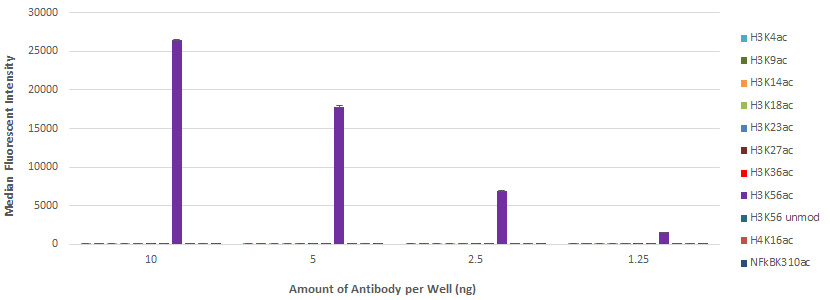 AbFlex Histone H3K56ac antibody (rAb) tested by Luminex bead-based specificity analysis. Luminex bead-based specificity analysis was used to confirm the specificity of AbFlex Histone H3K56ac antibody (rAb) antibody for H3K56ac. Peptides corresponding to regions around major sites of histone H3 acetylation or other acetyl-lysine peptides were conjugated to MagPlex Luminex beads and incubated with various amounts of AbFlex Histone H3K56ac antibody (rAb). Peptide-bound antibody was detected with anti-mouse IgG-Phycoerythrin and read in a Luminex instrument. Luminex is a registered trademark of Luminex Corporation. AbFlex Histone H3K56ac antibody (rAb) tested by Luminex bead-based specificity analysis. Luminex bead-based specificity analysis was used to confirm the specificity of AbFlex Histone H3K56ac antibody (rAb) antibody for H3K56ac. Peptides corresponding to regions around major sites of histone H3 acetylation or other acetyl-lysine peptides were conjugated to MagPlex Luminex beads and incubated with various amounts of AbFlex Histone H3K56ac antibody (rAb). Peptide-bound antibody was detected with anti-mouse IgG-Phycoerythrin and read in a Luminex instrument. Luminex is a registered trademark of Luminex Corporation.