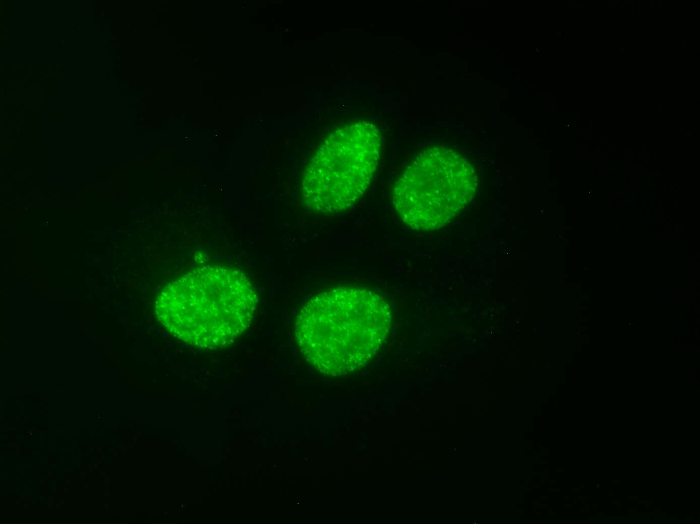 AbFlex Histone H3K9ac antibody (rAb) tested by immunofluorescence. HeLa cell stained with 2ug /mL of AbFlex Histone H3K9ac antibody (rAb) followed by anti-mouse-IgG-488. AbFlex Histone H3K9ac antibody (rAb) tested by immunofluorescence. HeLa cell stained with 2ug /mL of AbFlex Histone H3K9ac antibody (rAb) followed by anti-mouse-IgG-488.