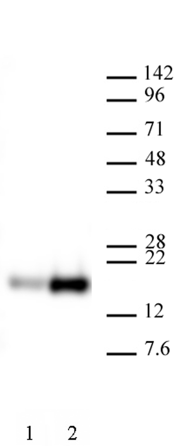 AbFlex Histone H3K9ac antibody (rAb) tested by Western blot. HeLa nuclear extract (20 ug per lane) probed with AbFlex Histone H3K9ac antibody (2 ug/ml dilution). Lane 1: untreated cells. Lane 2: cells treated with sodium butyrate. AbFlex Histone H3K9ac antibody (rAb) tested by Western blot. HeLa nuclear extract (20 ug per lane) probed with AbFlex Histone H3K9ac antibody (2 ug/ml dilution). Lane 1: untreated cells. Lane 2: cells treated with sodium butyrate.