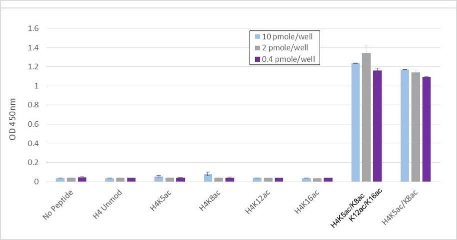 AbFlex Histone H4K5ac/K8ac recombinant antibody (rAb) specificity tested by ELISA 10, 2 or 0.4 pmole of various biotinylated Histone H4 peptides were captured in duplicate wells of a Streptavidin coated plates. 0.5ug/mL of Histone H4K5ac/K8ac antibody was added and detected using secondary anti-mouse HRP antibody. Histone H4K5ac/K8ac antibody recognizes peptide containing both K5ac and K8ac. The presence of additional K12 and K16 acetylation does not affect detection. AbFlex Histone H4K5ac/K8ac recombinant antibody (rAb) specificity tested by ELISA 10, 2 or 0.4 pmole of various biotinylated Histone H4 peptides were captured in duplicate wells of a Streptavidin coated plates. 0.5ug/mL of Histone H4K5ac/K8ac antibody was added and detected using secondary anti-mouse HRP antibody. Histone H4K5ac/K8ac antibody recognizes peptide containing both K5ac and K8ac. The presence of additional K12 and K16 acetylation does not affect detection.