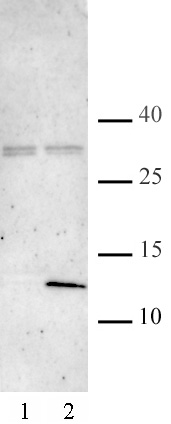 AbFlex Histone H4K5ac/K8ac recombinant antibody (rAb) tested by Western blot 20 ug of HeLa cell nuclear extract was run on SDS-PAGE and probed with AbFlex Histone H4K5ac/K8ac antibody at 2 ug/mL. Lane 1: nuclear extract from untreated cells. Lane 2: nuclear extract from cells treated with sodium butyrate. AbFlex Histone H4K5ac/K8ac recombinant antibody (rAb) tested by Western blot 20 ug of HeLa cell nuclear extract was run on SDS-PAGE and probed with AbFlex Histone H4K5ac/K8ac antibody at 2 ug/mL. Lane 1: nuclear extract from untreated cells. Lane 2: nuclear extract from cells treated with sodium butyrate.