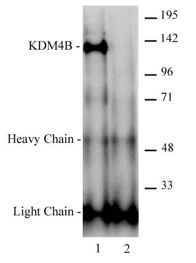 AbFlex JMJD2B / KDM4B antibody (rAb) tested antibody tested by immunoprecipitation. 4 ug of AbFlex JMJD2B / KDM4B antibody (Lane 1) or an unrelated mouse IgG (Lane 2) was used to immunoprecipitate JMJD2B / KDM4B from 500 ug of K562 nuclear extract. The immunoprecipitated protein was detected by Western blotting using a JMJD2B / KDM4B antibody, Cat. No. 61211 at a dilution of 1:500.