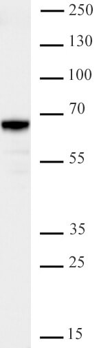 AbFlex JMJD2D/KDM4D antibody tested by Western blot. 20 ug of HEK293 nuclear extract* was run on SDS-PAGE and probed with antibody at 0.5 ug/ml.