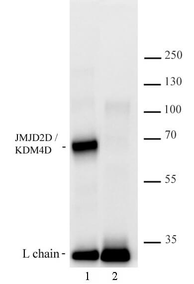 AbFlex JMJD2D/KDM4D antibody tested by Immunoprecipitation. 4 ug of AbFlex JMJD2D/KDM4 antibody (Lane1) or isotype control mouse IgG (Lane 2) was used to immunoprecipitate JMJD2D/KDM4D from 500 ug of HEK293 extract, which was then run on SDS-PAGE and probed with the same antibody at 2 u/ml. The appearance of antibody light chain at 25 kDa is observed as a cross-reactivity between the WB / IP antibody, and is common.