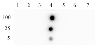 AbFlex JMJD2D/KDM4D antibody tested by Dot blot. Recombinant KDM proteins were spotted onto nitrocellulose membrane (nanograms indicated on row labels) and probed with antibody at 1 ug/ml. Col. 1: KDM4A. Col. 2: KDM4B. Col. 3: KDM4C. Col. 4: KDM5A. Col. 5: KDM5B. Col. 6: KDM5C.