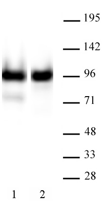AbFlex Nucleolin antibody (rAb) tested by Western Blot. 25 ug of HeLa cell nuclear extract (Lane 1) or 30 ug K562 cell nuclear extract (Lane 2) was run on SDS-PAGE and probed with AbFlex Nucleolin antibody at 0.5 ug/ml.