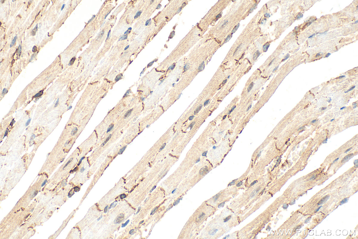 IHC staining of mouse heart using 32628-1-AP