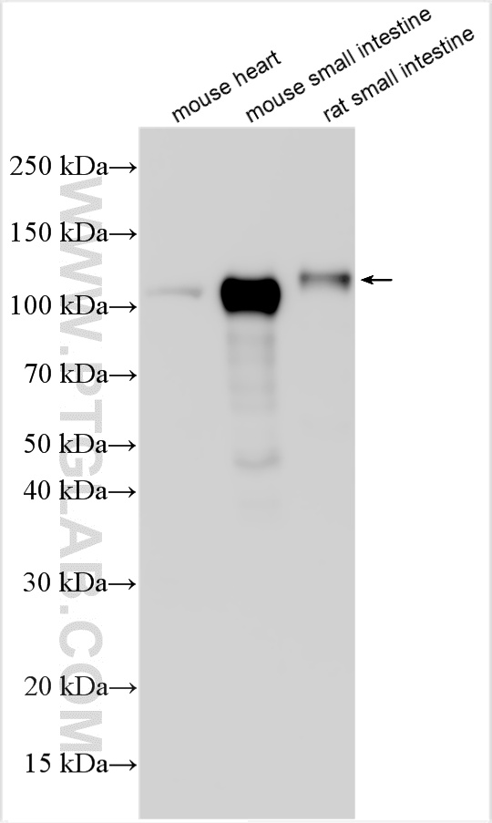 WB analysis using 32628-1-AP