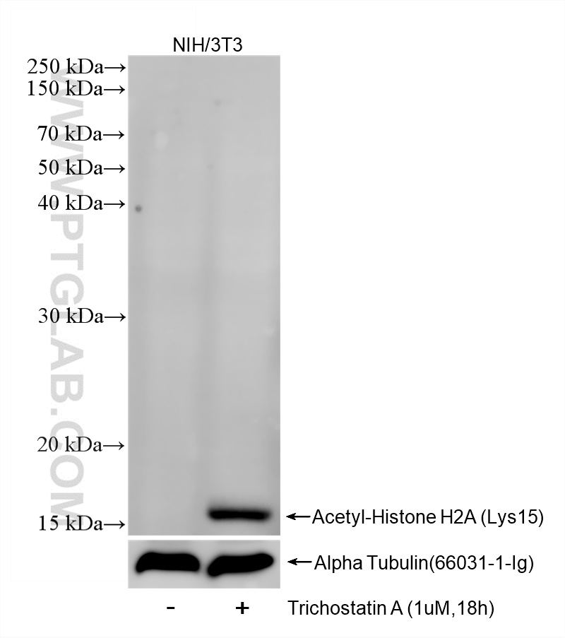 Trichostatin A treated NIH/3T3 cells were subjected to SDS PAGE followed by western blot with 83041-6-RR (Acetyl-Histone H2A (Lys15) antibody) at dilution of 1:1000 incubated at room temperature for 1.5 hours. WB analysis of NIH/3T3 using 83041-6-RR