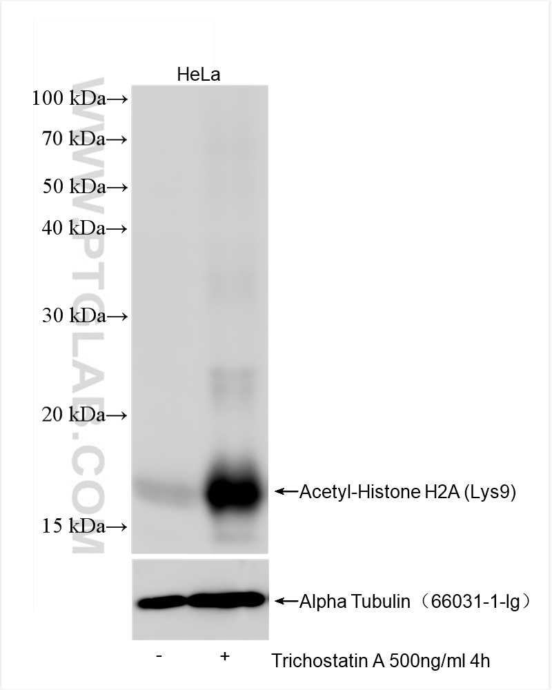 WB analysis using 82823-2-RR (same clone as 82823-2-PBS)