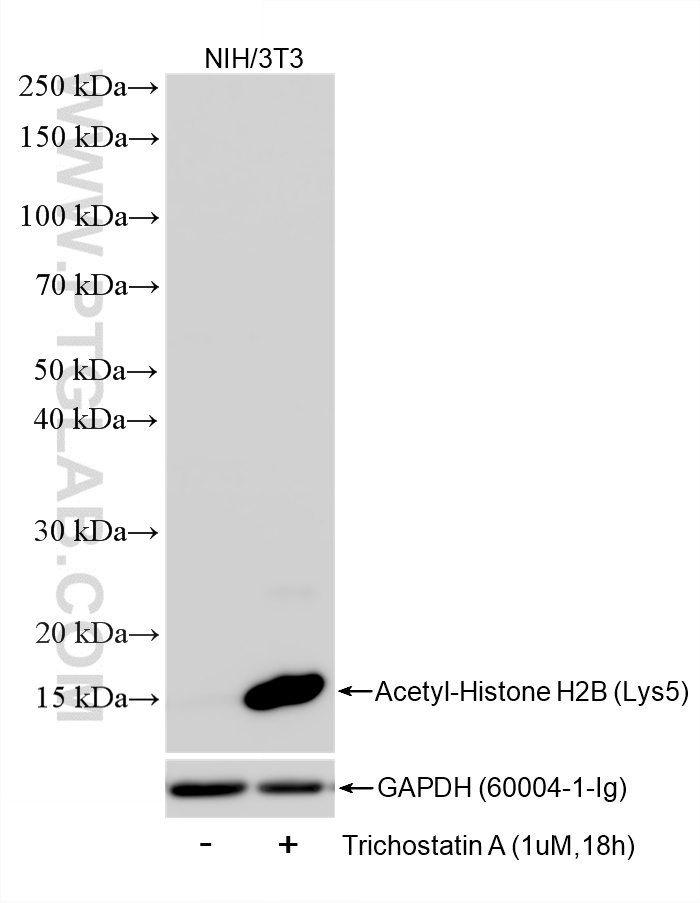 WB analysis of NIH/3T3 using 86731-1-RR (same clone as 86731-1-PBS) WB analysis of NIH/3T3 using 86731-1-RR (same clone as 86731-1-PBS)