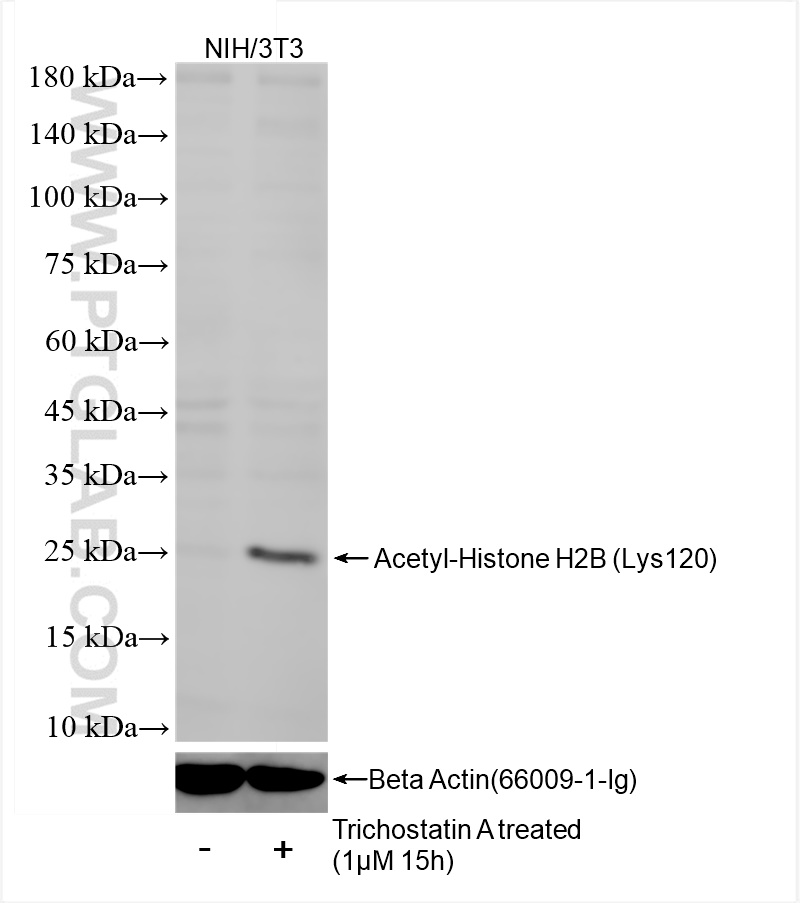 WB analysis of NIH/3T3 using 84551-1-RR (same clone as 84551-1-PBS)