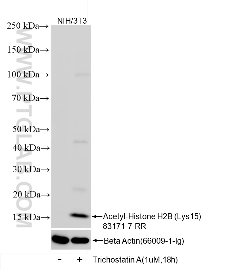 WB analysis of NIH/3T3 using 83171-7-RR (same clone as 83171-7-PBS)