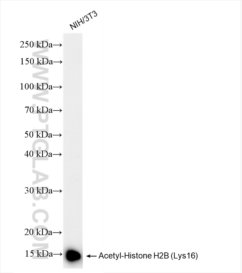 WB analysis of NIH/3T3 using 84446-1-RR
