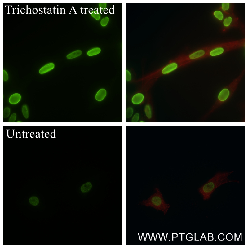 IF Staining of C6 using 84446-2-RR
