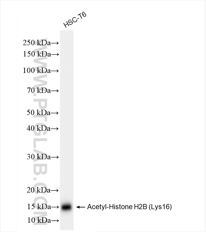 WB analysis of HSC-T6 using 84446-2-RR