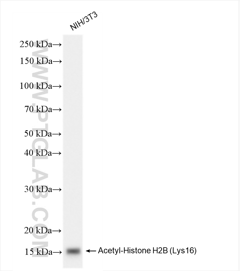 WB analysis of NIH/3T3 using 84446-2-RR