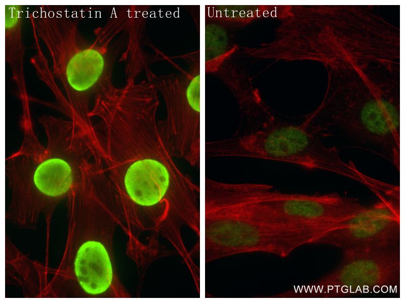 IF Staining of NIH/3T3 using 84549-1-RR