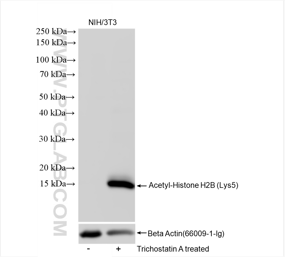 WB analysis of NIH/3T3 using 83171-4-RR