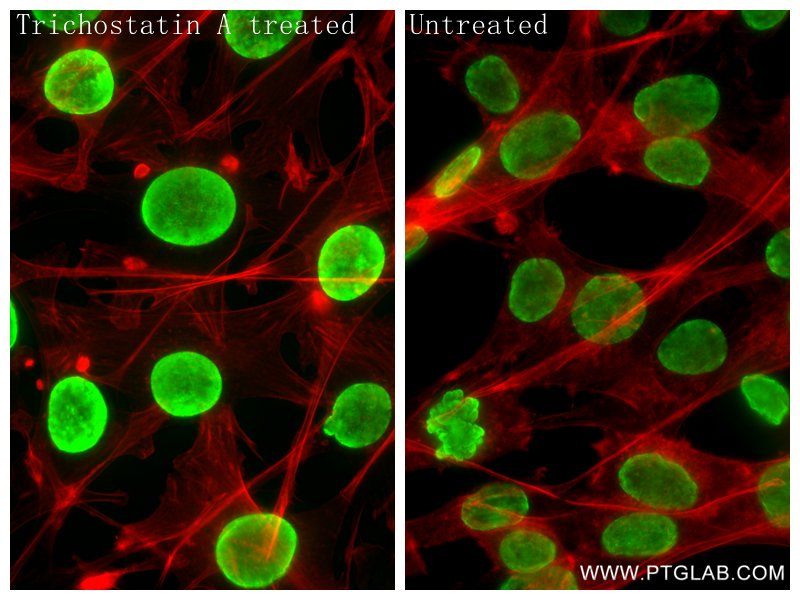 IF Staining of NIH/3T3 using 84543-2-RR IF Staining of NIH/3T3 using 84543-2-RR