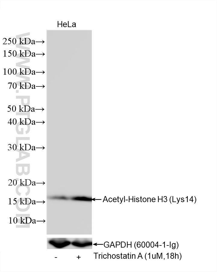 WB analysis using 84543-2-RR