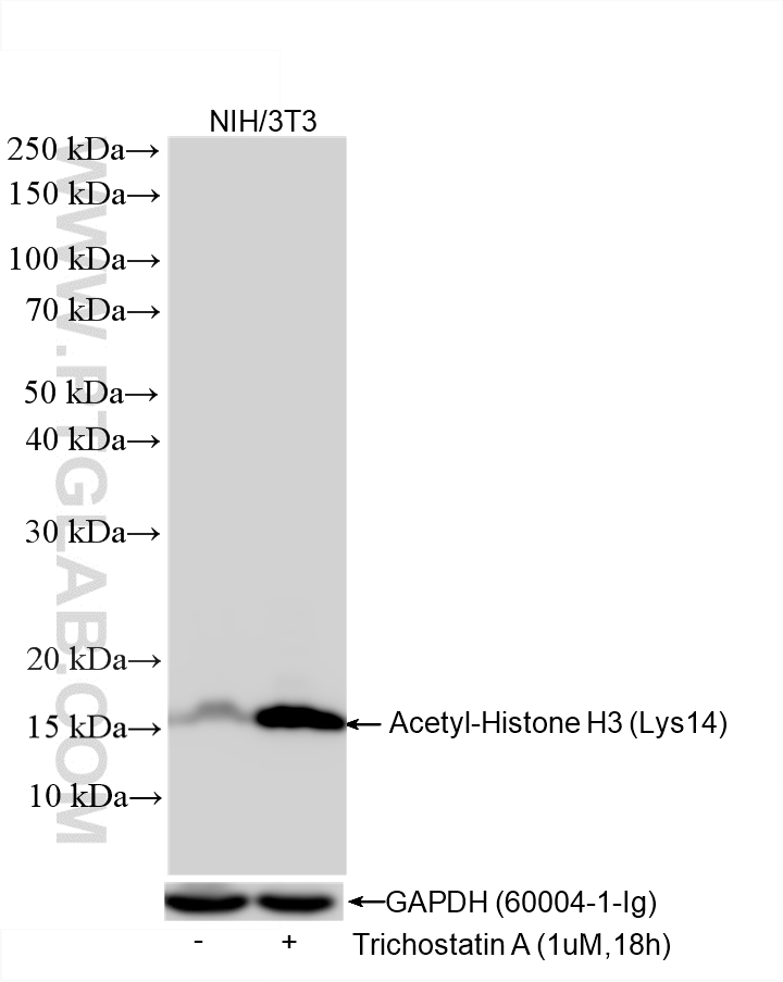 WB analysis using 84543-2-RR