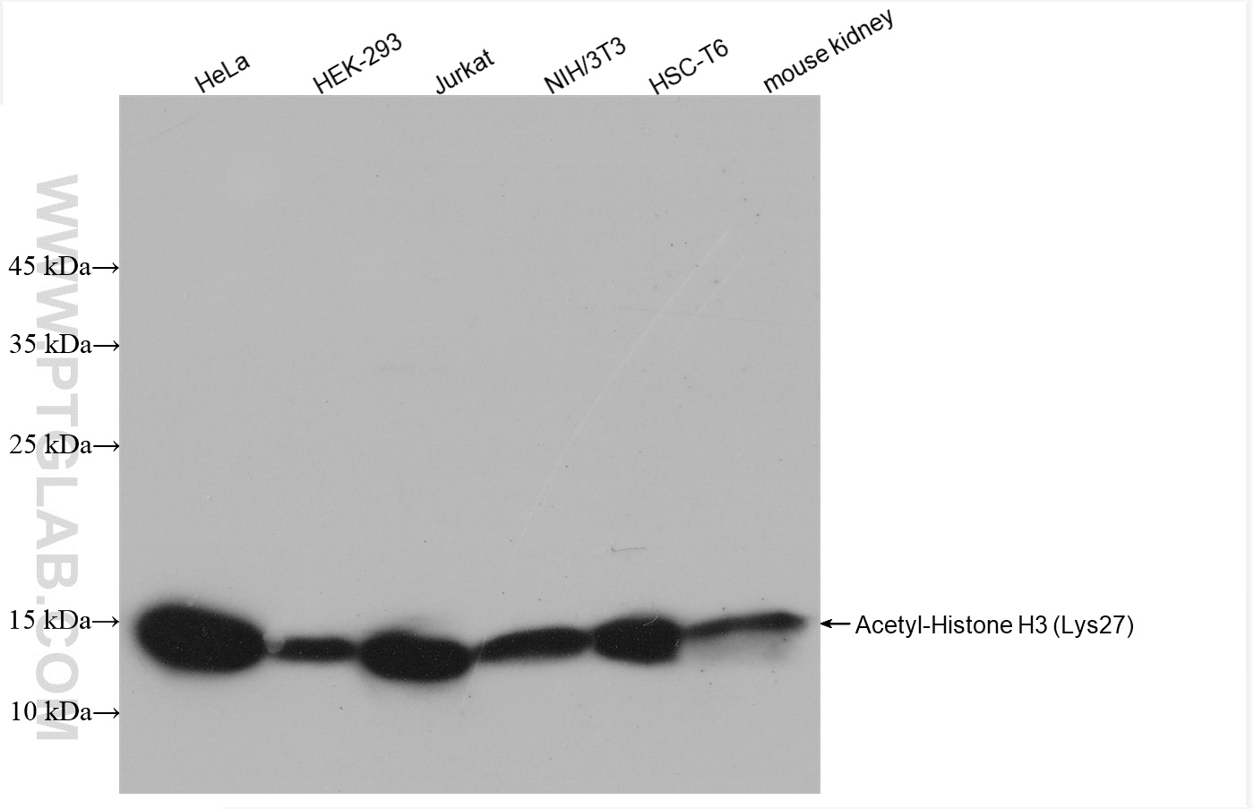 WB analysis of HeLa using 82902-1-RR (same clone as 82902-1-PBS)