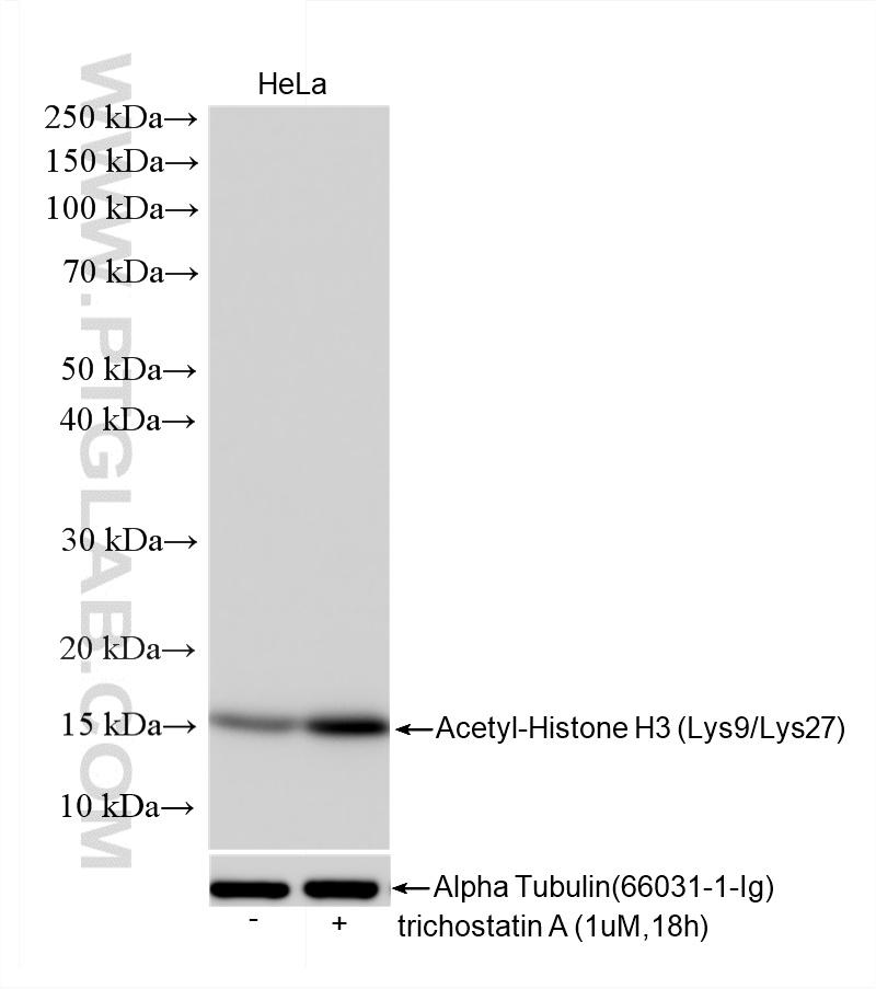 WB analysis using 86860-1-RR WB analysis using 86860-1-RR