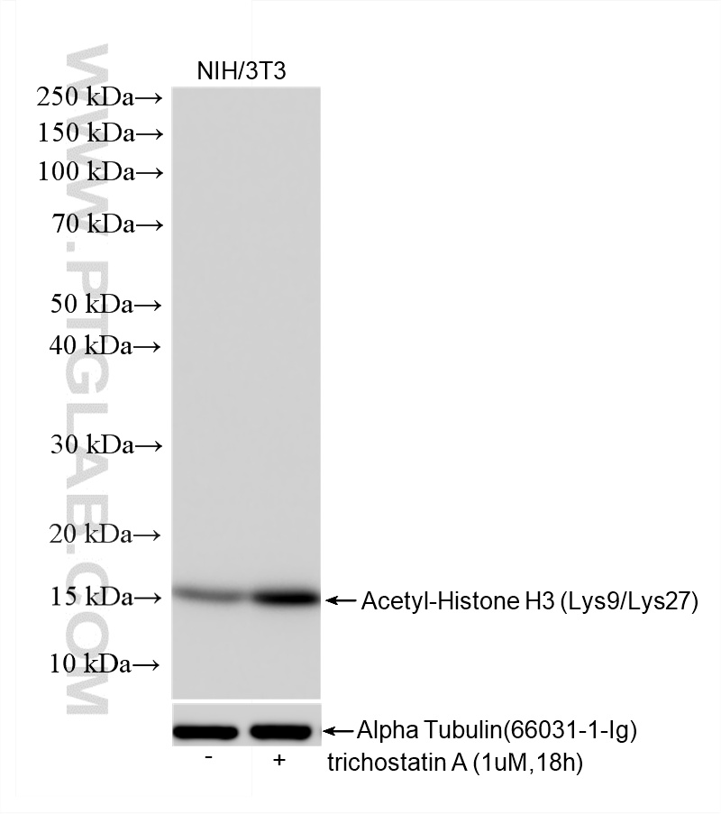 WB analysis using 86860-1-RR WB analysis using 86860-1-RR