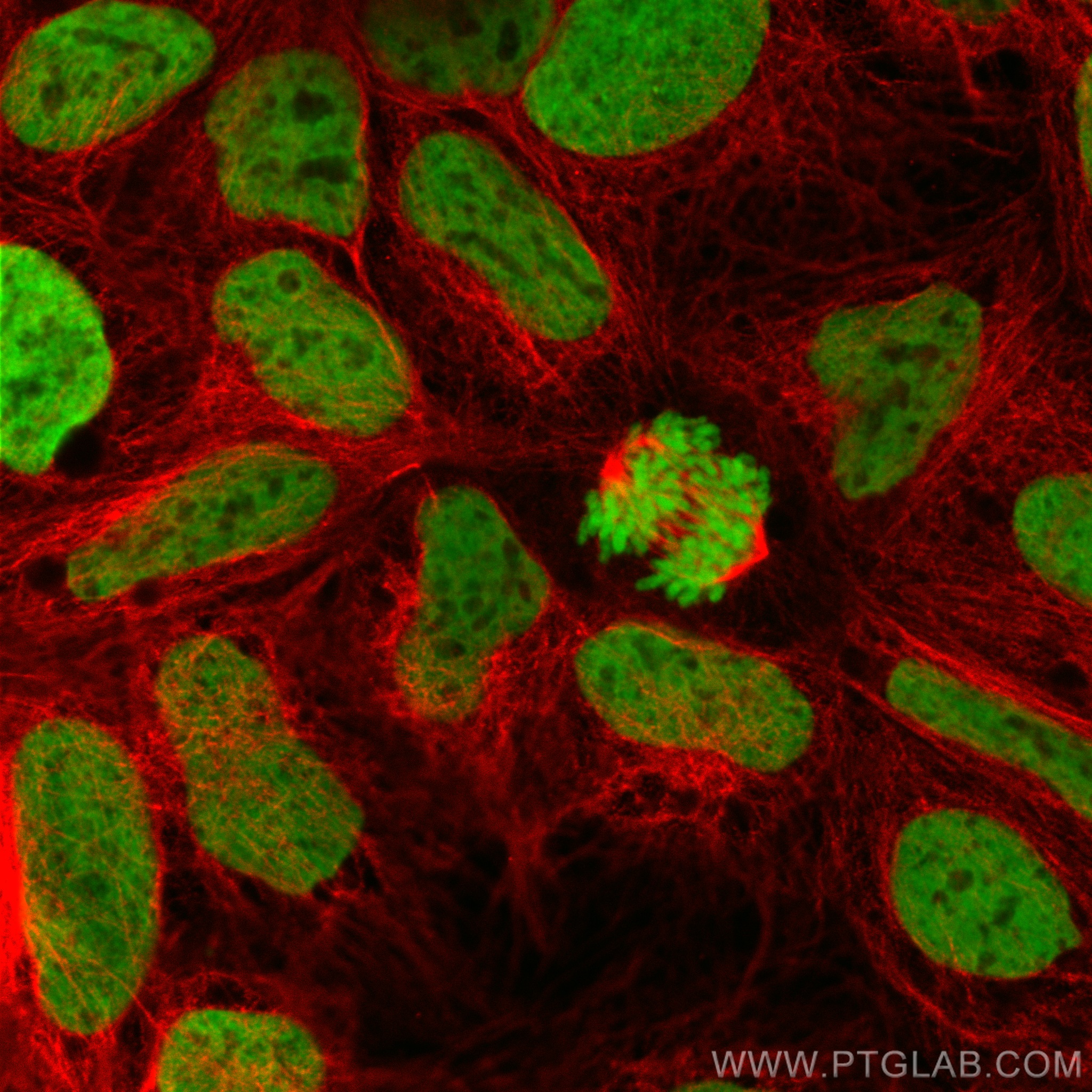 IF Staining of Caco-2 using 83095-1-RR (same clone as 83095-1-PBS)