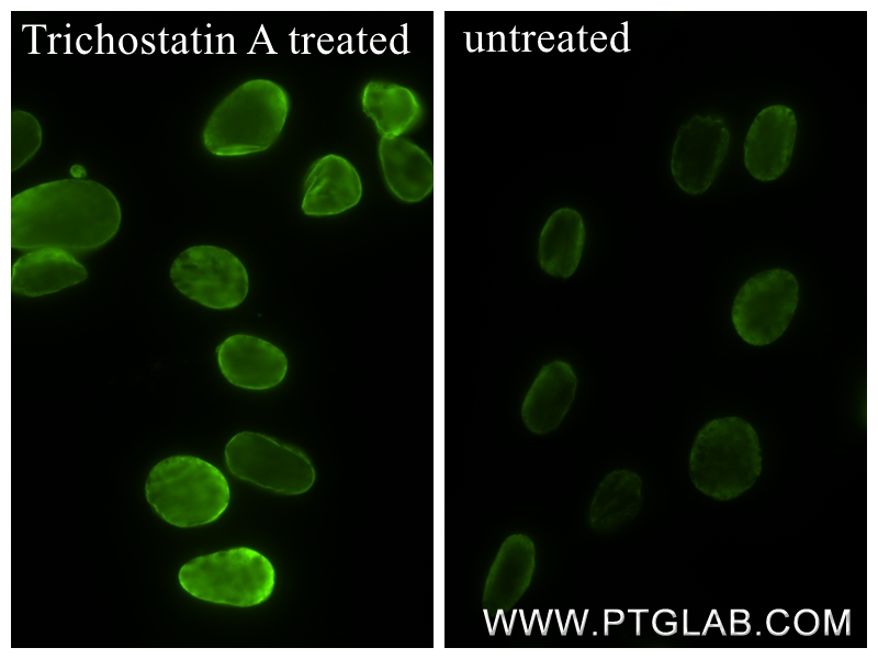 Immunofluorescent analysis of (4% PFA) fixed Trichostatin A treated NIH/3T3 cells using Acetyl-Histone H4 (Lys12) antibody (83095-1-RR, Clone: 1D18 ) at dilution of 1:4000 and CoraLite®488-Conjugated Goat Anti-Rabbit IgG(H+L) (<a class='green' href='/productredirect?CatalogNo=SA00013-2' target='_blank'>SA00013-2</a>). IF Staining of NIH/3T3 using 83095-1-RR