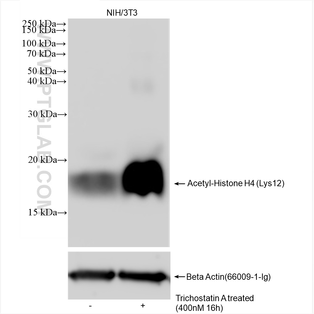 WB analysis of NIH/3T3 using 83095-1-RR (same clone as 83095-1-PBS)