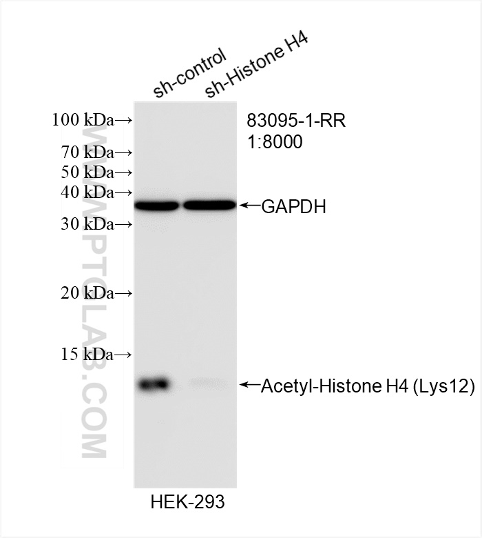 WB analysis of HEK-293 using 83095-1-RR (same clone as 83095-1-PBS)