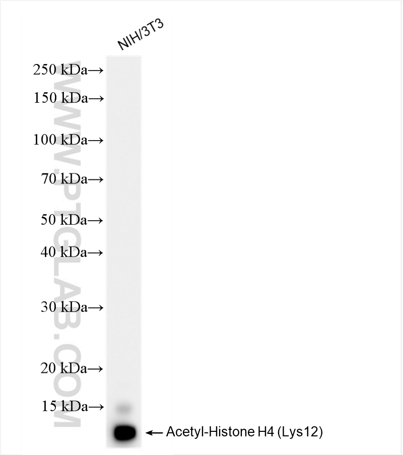 WB analysis of NIH/3T3 using 83095-1-RR (same clone as 83095-1-PBS)