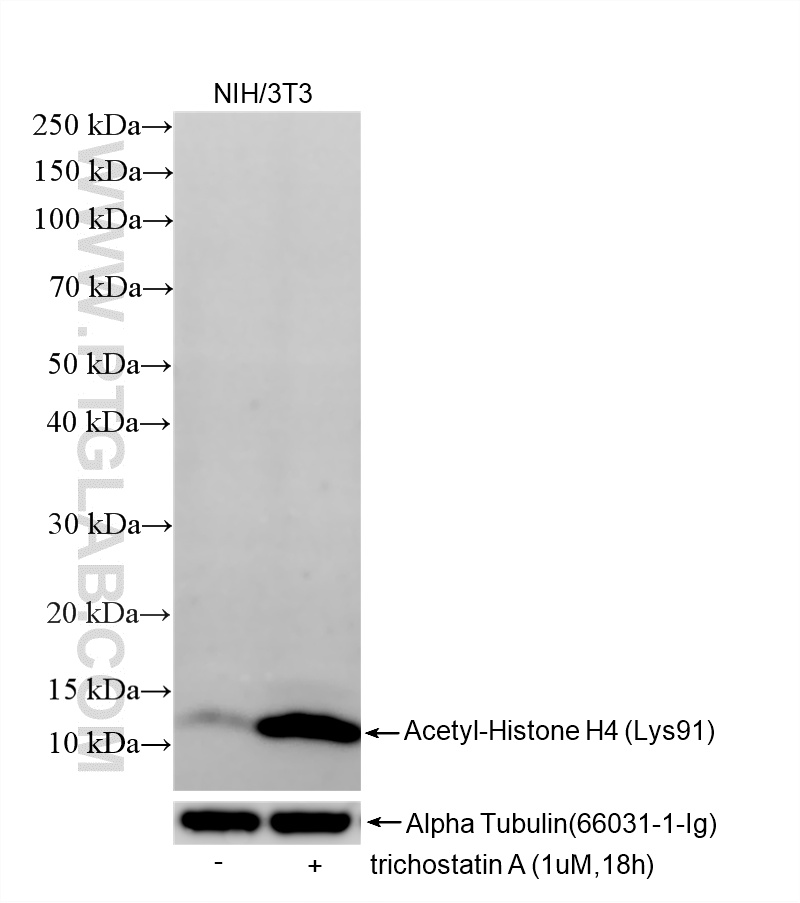 WB analysis of NIH/3T3 using 86768-1-RR (same clone as 86768-1-PBS) WB analysis of NIH/3T3 using 86768-1-RR (same clone as 86768-1-PBS)