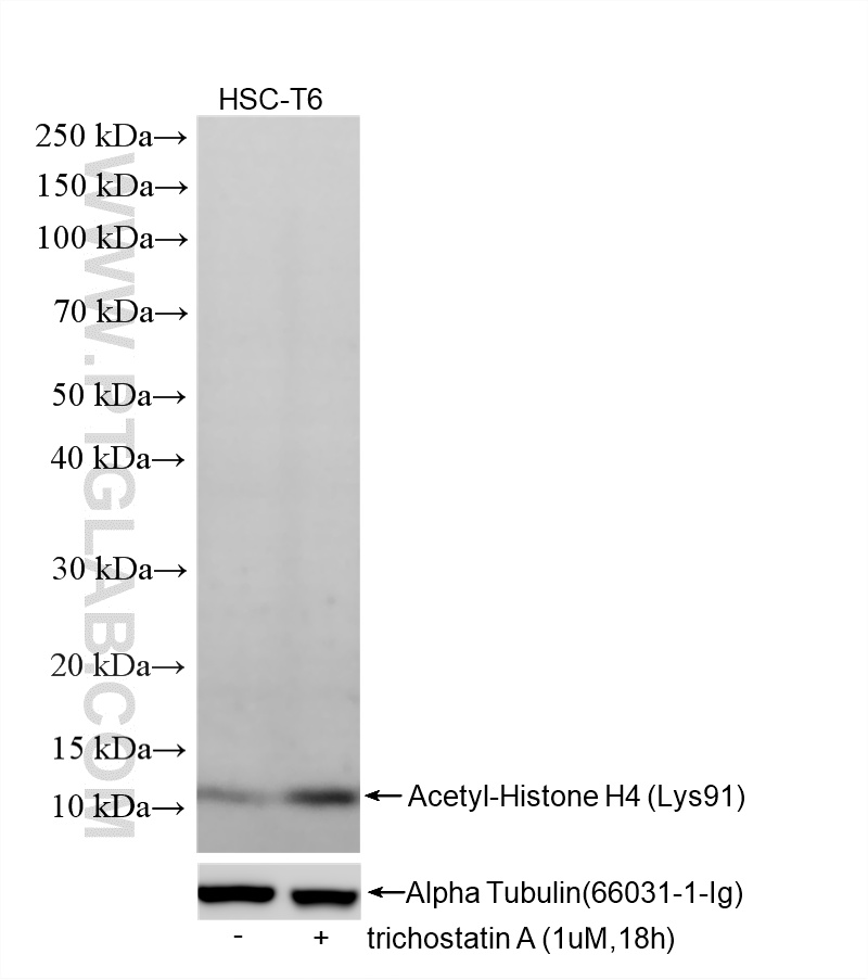 WB analysis of HSC-T6 using 86768-1-RR (same clone as 86768-1-PBS) WB analysis of HSC-T6 using 86768-1-RR (same clone as 86768-1-PBS)