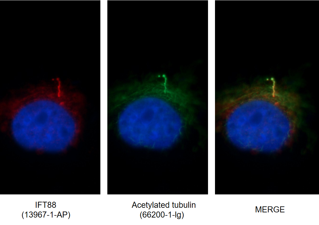 IF Staining of MDCK using 66200-1-Ig