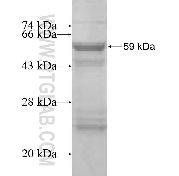 Acsl3 fusion protein Ag7338 SDS-PAGE Acsl3 fusion protein Ag7338 SDS-PAGE