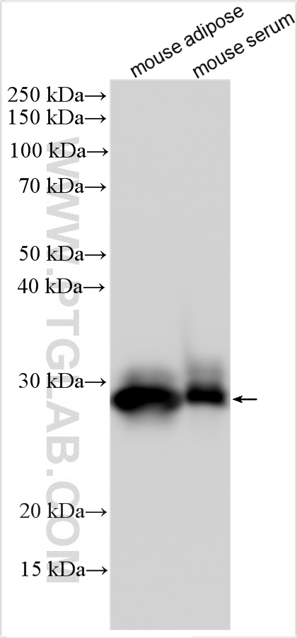 WB analysis using 30723-1-AP