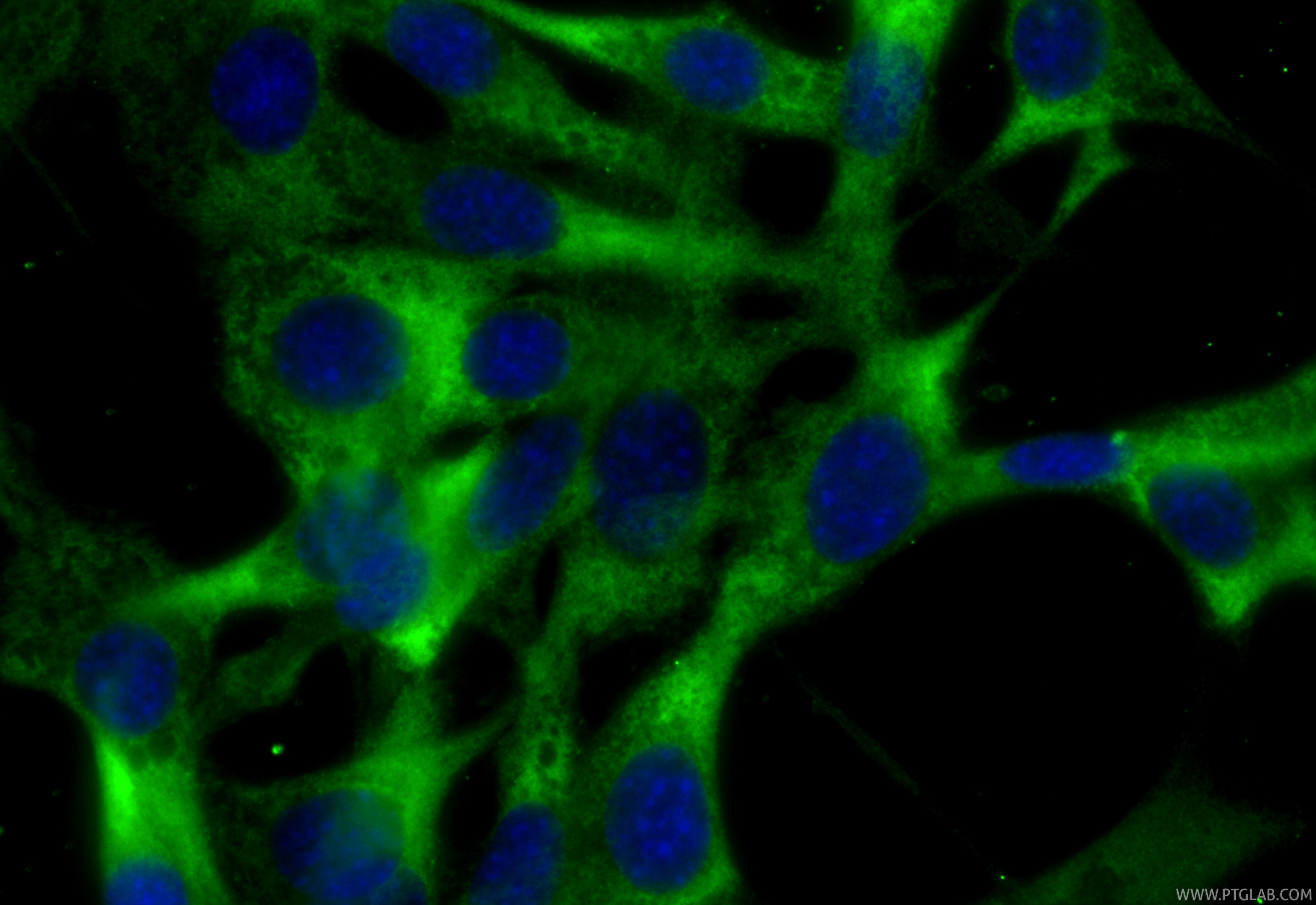 Immunofluorescent analysis of (-20°C Ethanol) fixed NIH/3T3 cells using CoraLite® Plus 488 Adiponectin antibody (CL488-83961-3, Clone: 241082E1 ) at dilution of 1:200. IF Staining of NIH/3T3 using CL488-83961-3